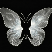 Producer image